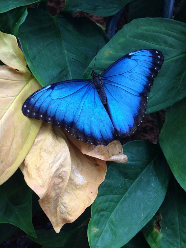 a blue butterfly sitting on top of a green leafy plant with yellow leaves around it