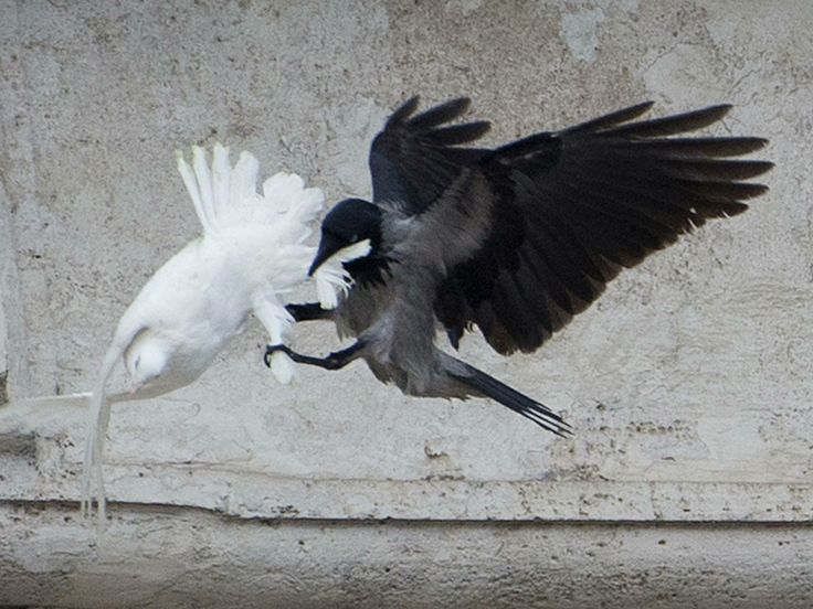 Pope’s white doves of peace attacked by black crow after being released over St Peter’s Square Bird Attack, Dove Release, White Crow, White Birds, Crows Ravens, Black Crow, Peace Dove, 수채화 그림, The Crow