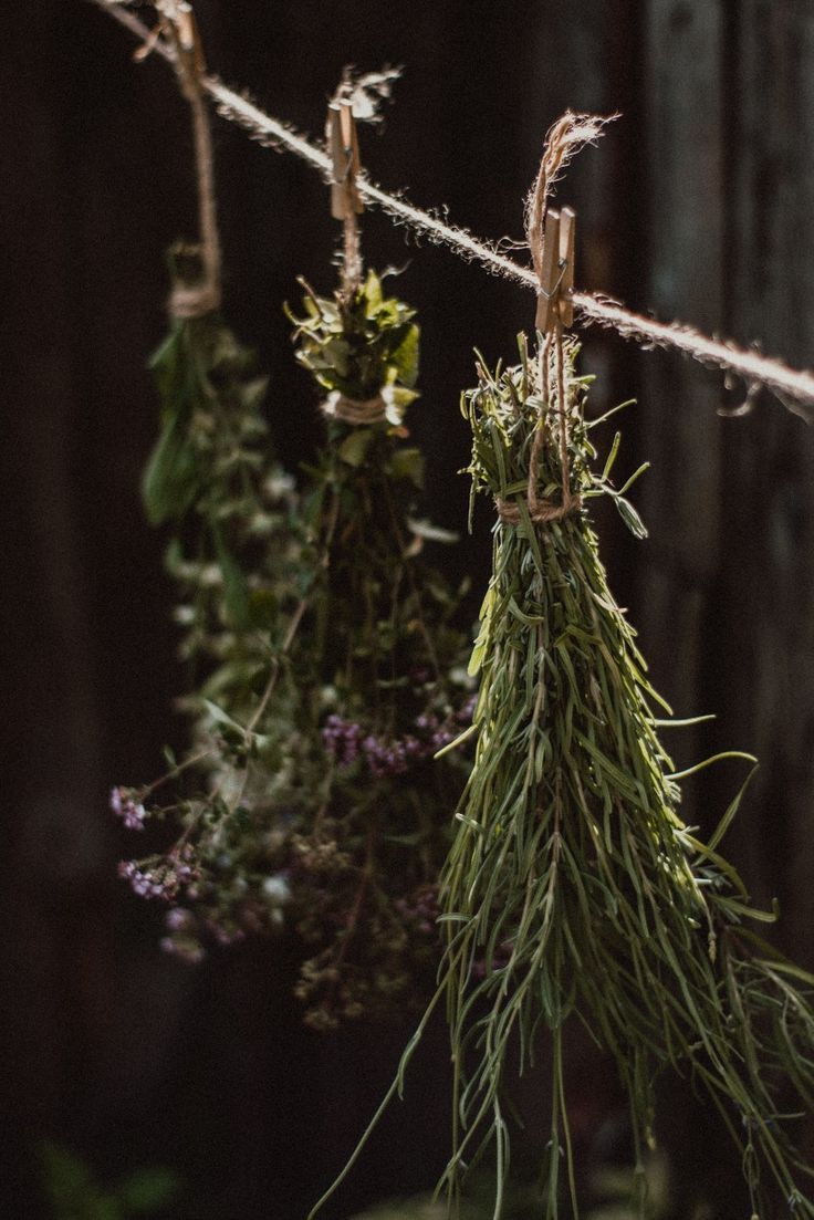 Magic Aesthetics, Green Witch Aesthetic, Green Academia, Nature Witch, Growing Lavender, Herbal Apothecary, Dried Herbs, Dark Cottagecore, Portrait Photos