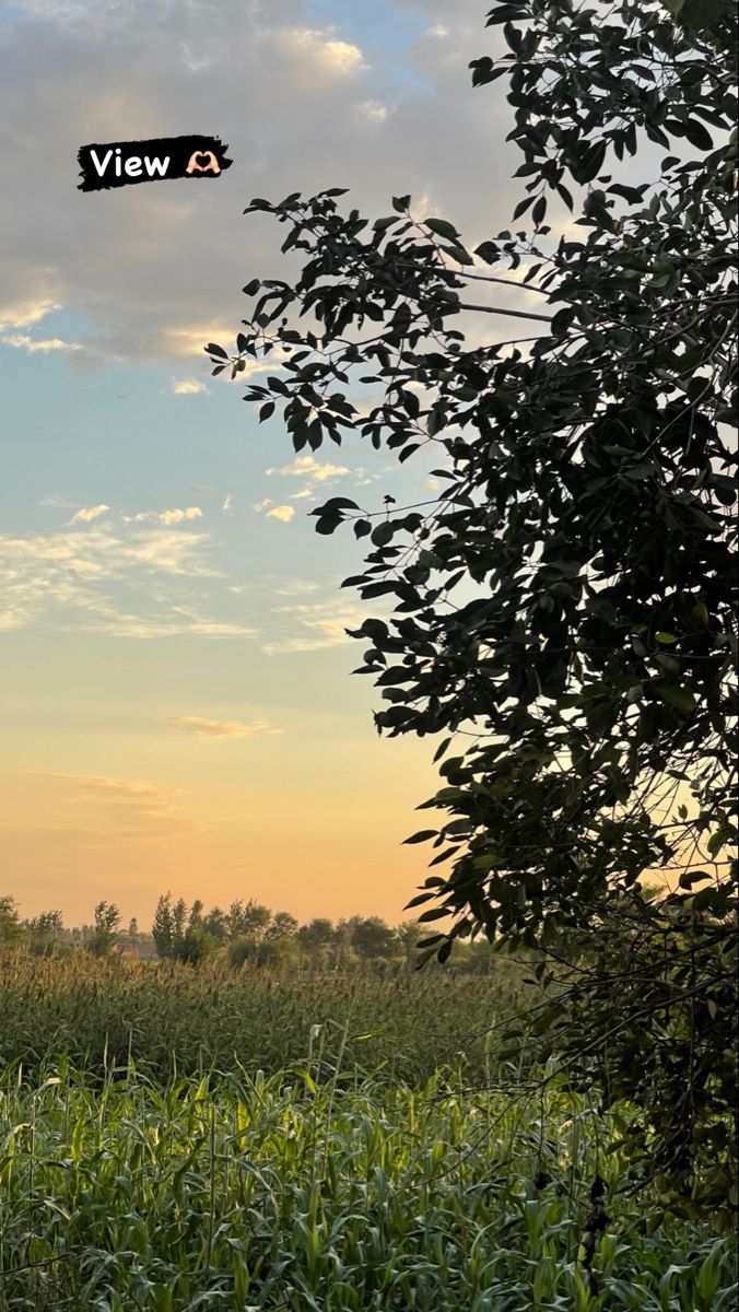 the sun is setting over a corn field