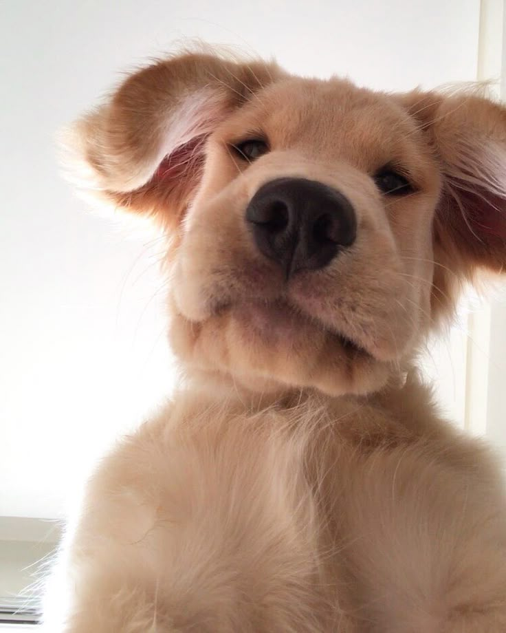 a close up of a dog looking at the camera