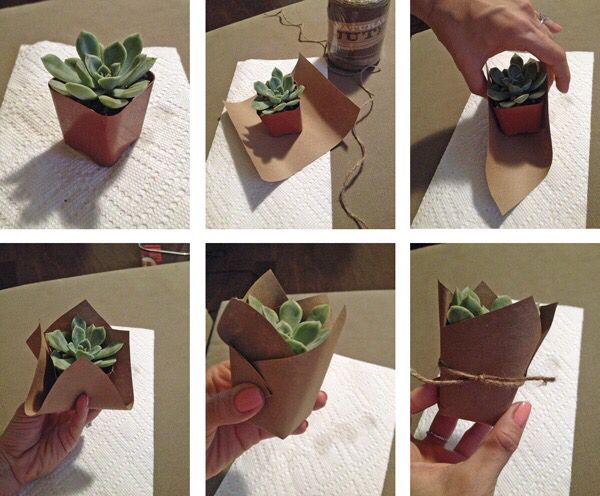 the process of making a succulent plant out of toilet paper is shown here