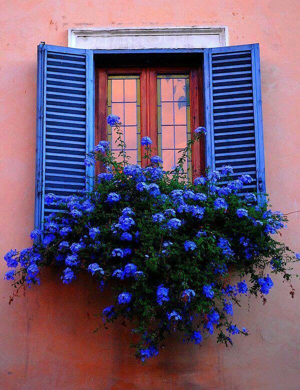 a window with blue flowers on it and the words good morning happy hump day