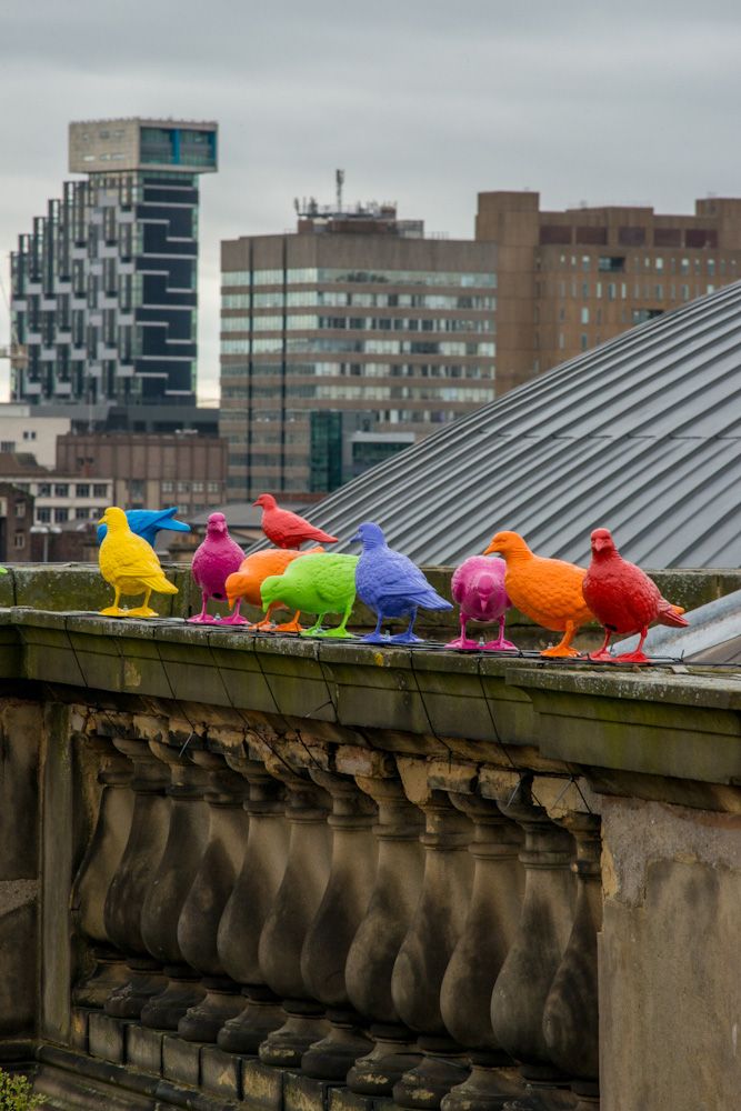 there are many different colored birds on the roof