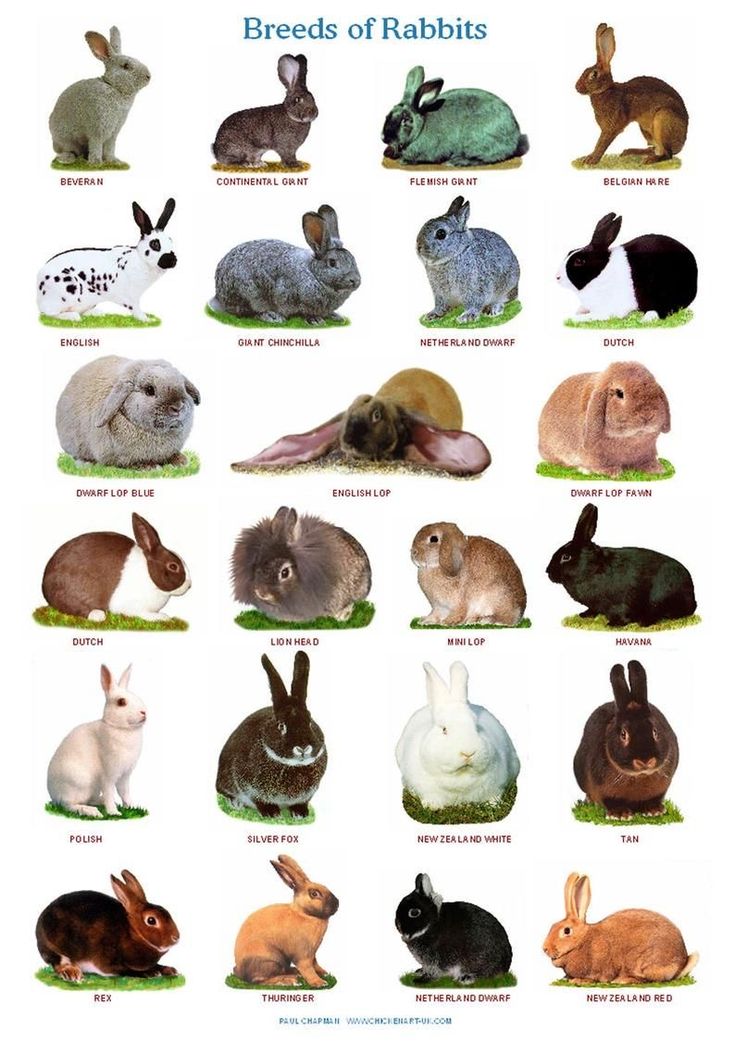 an image of rabbits that are in different colors and sizes, with the words breeds of rabbits