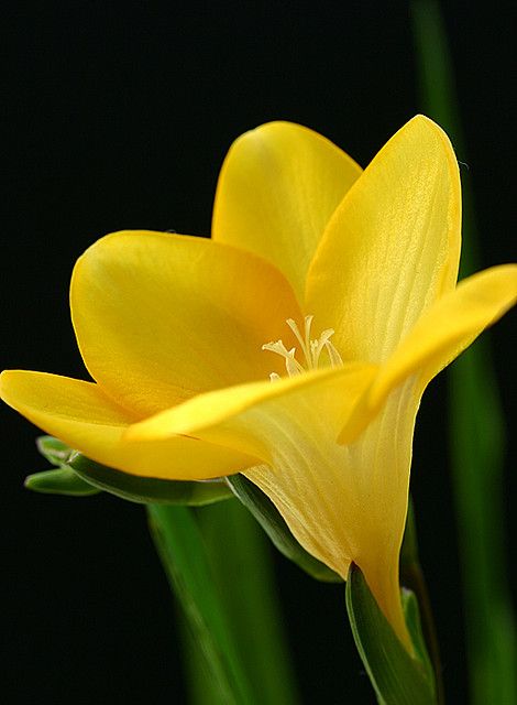 a yellow flower with green stems in front of a black background and the center part of it's petals