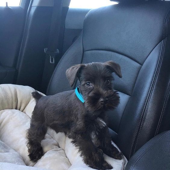 a small black dog sitting on top of a blanket in the back seat of a car