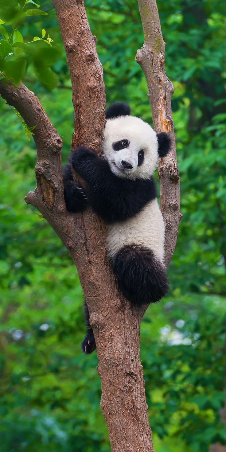 a panda bear sitting on top of a tree branch