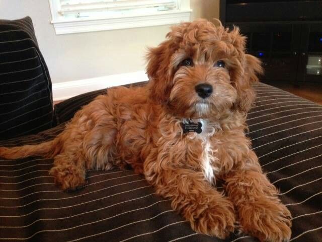 a small brown dog laying on top of a bed