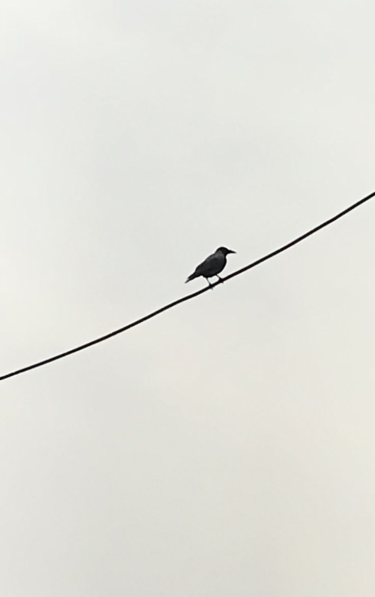 a black bird sitting on top of a power line