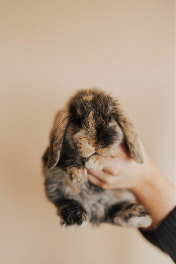 a small rabbit being held by someone's hand in front of a beige wall