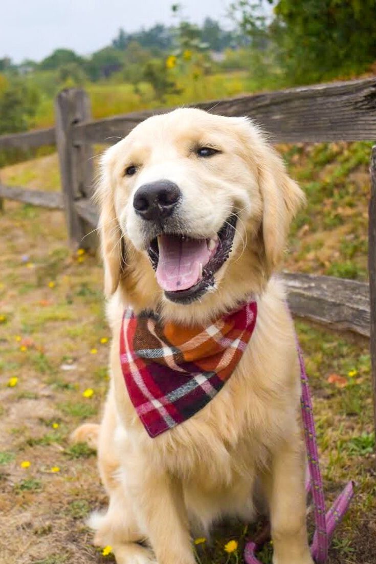 a golden retriever wearing a plaid bandana sits on the grass in front of a wooden fence