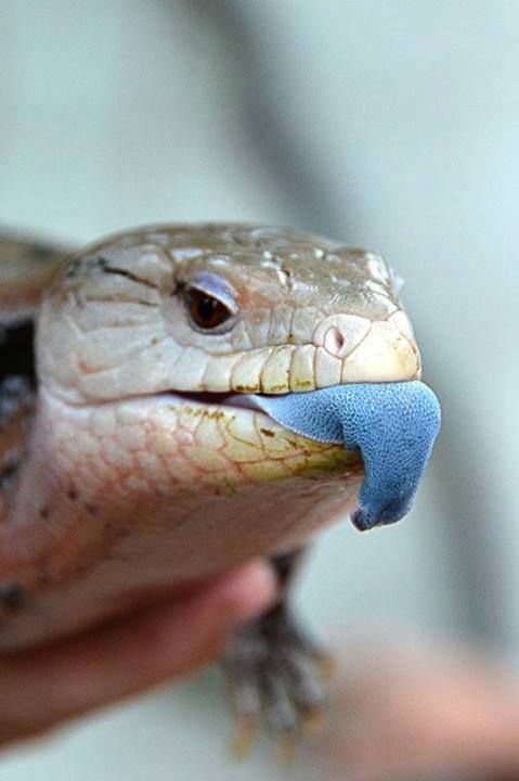 a close up of a person's hand holding an animal with a blue band around its mouth