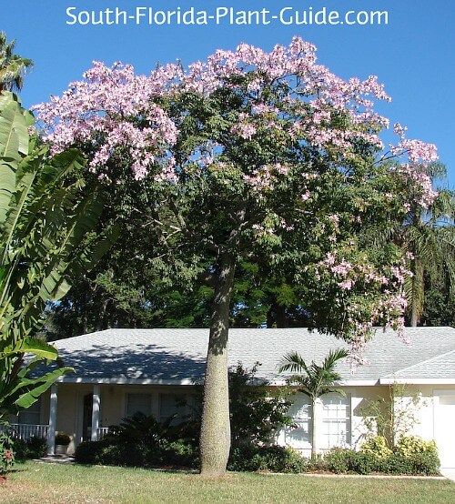 a tree with pink flowers in front of a white house and palm trees on the side