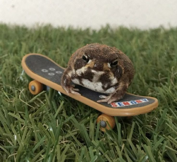 a frog sitting on top of a skateboard in the grass