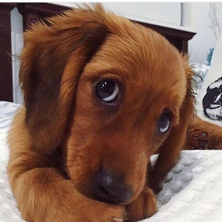 a small brown dog laying on top of a bed