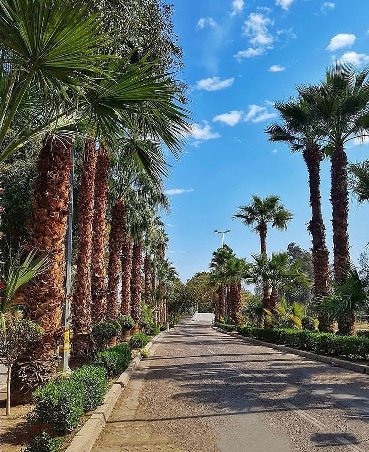 palm trees line the street in front of a blue sky