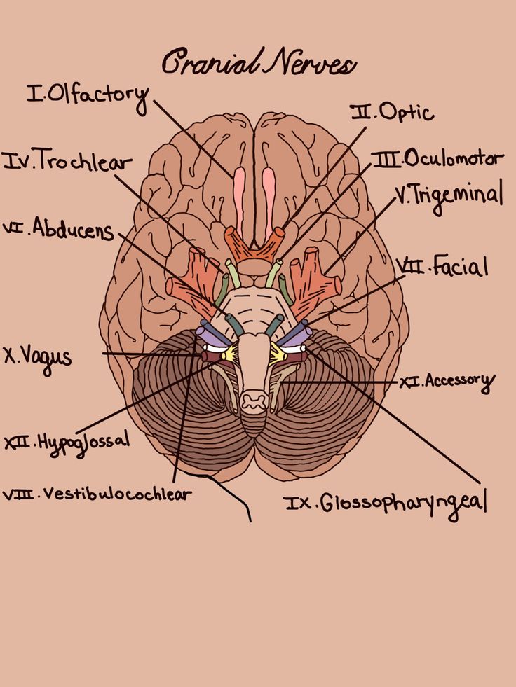 an image of the human brain with labels on it's sections and names in each section