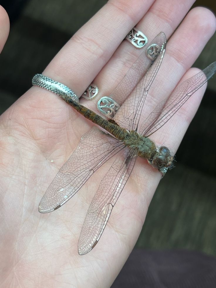 a person holding three dragonflies on their palm