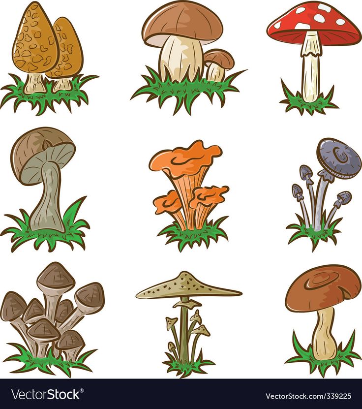 different types of mushrooms and grass on a white background stock photo - 549782