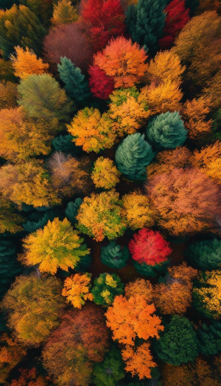 an aerial view of colorful trees in autumn