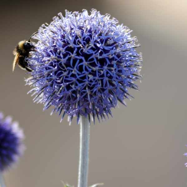 a close up of a blue flower with a bee on it's back end