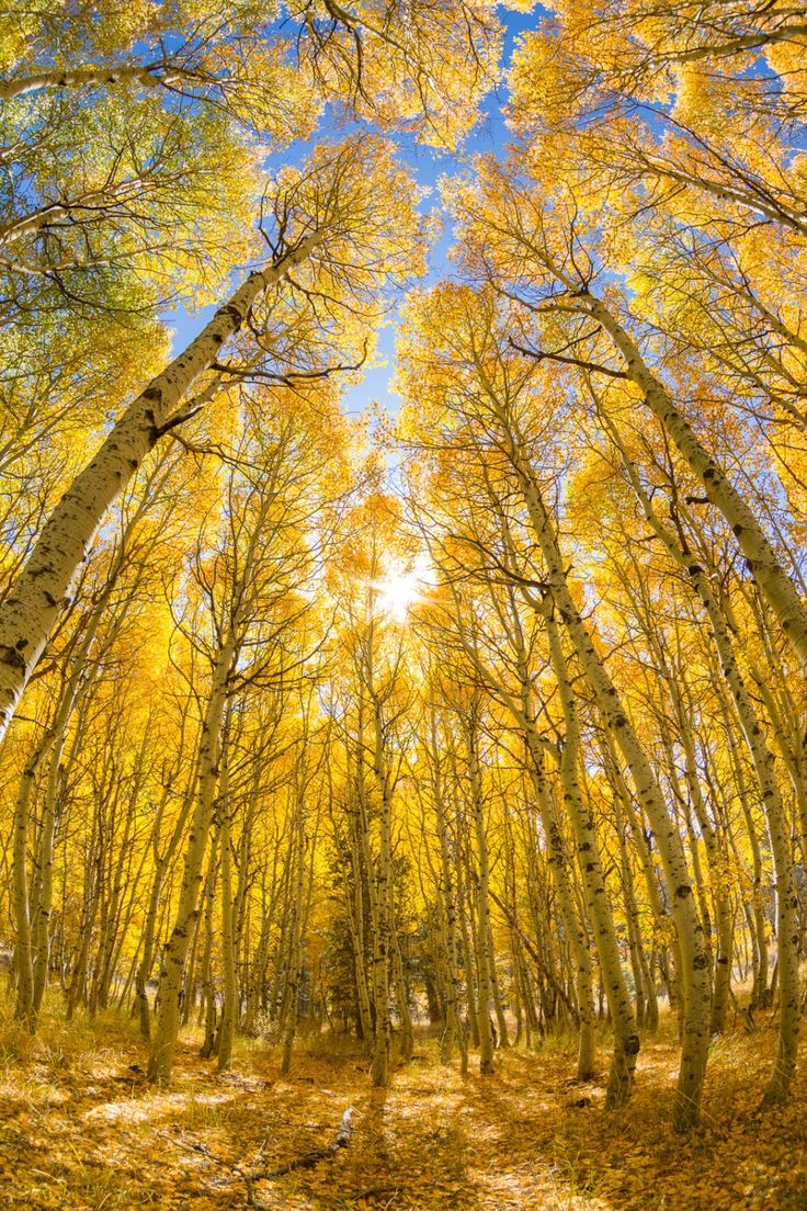 the sun shines through trees in an autumn forest with yellow leaves on the ground