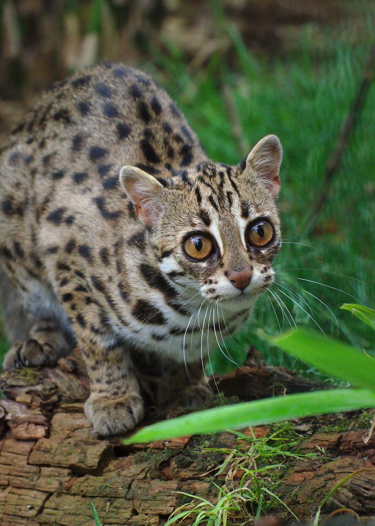 a close up of a small cat on a log