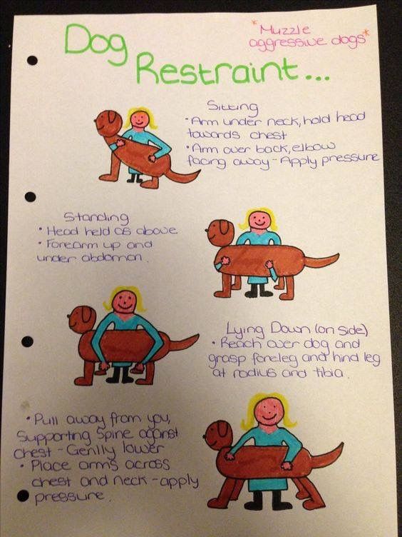 a poster with instructions on how to prepare for a dog restaurant