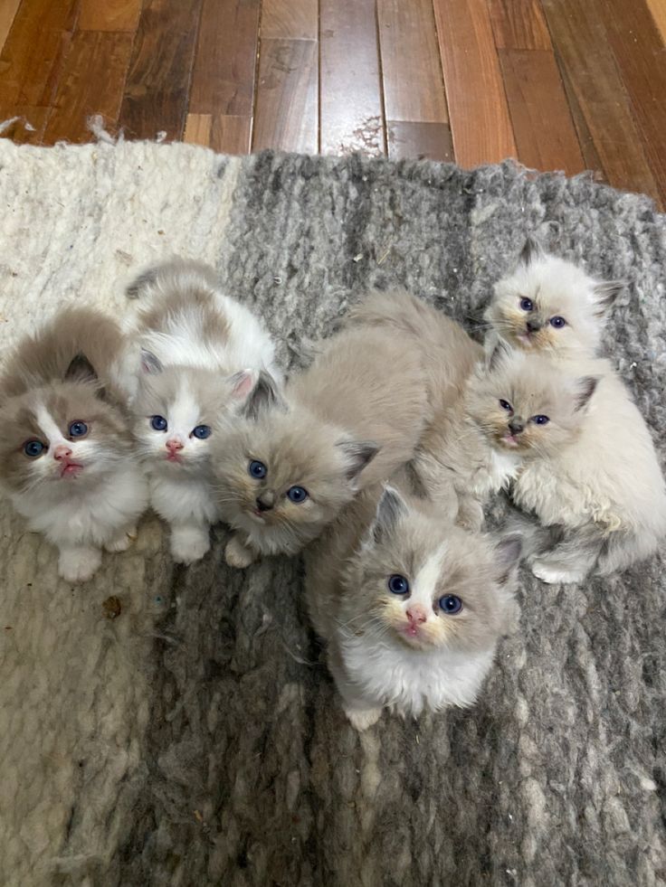 four kittens are sitting on the carpet together