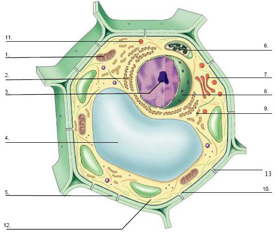 the structure of a plant cell with labeled labels on each side, including an occupant