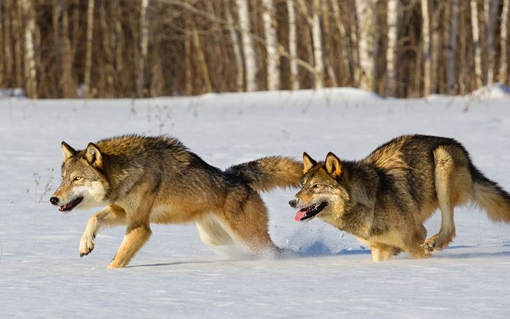 two gray wolfs running in the snow with trees in the background