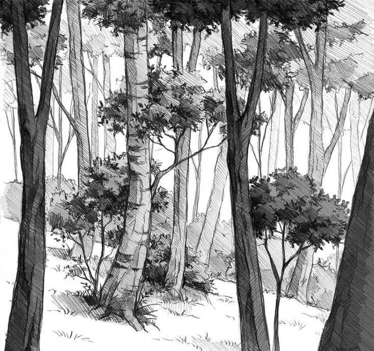 black and white drawing of trees in the woods