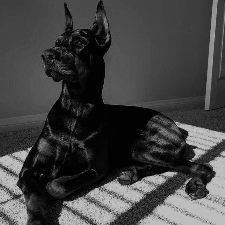 a black and white photo of a dog laying on the floor with his paw up