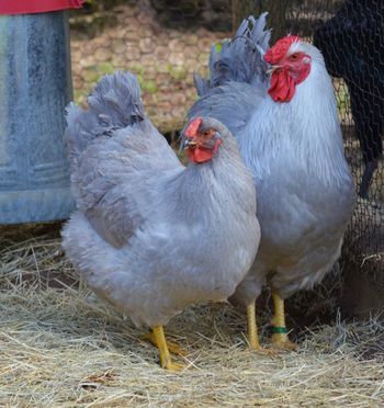 two gray chickens standing next to each other on some hay near a blue trash can