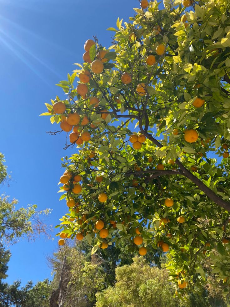 an orange tree with lots of ripe oranges on it