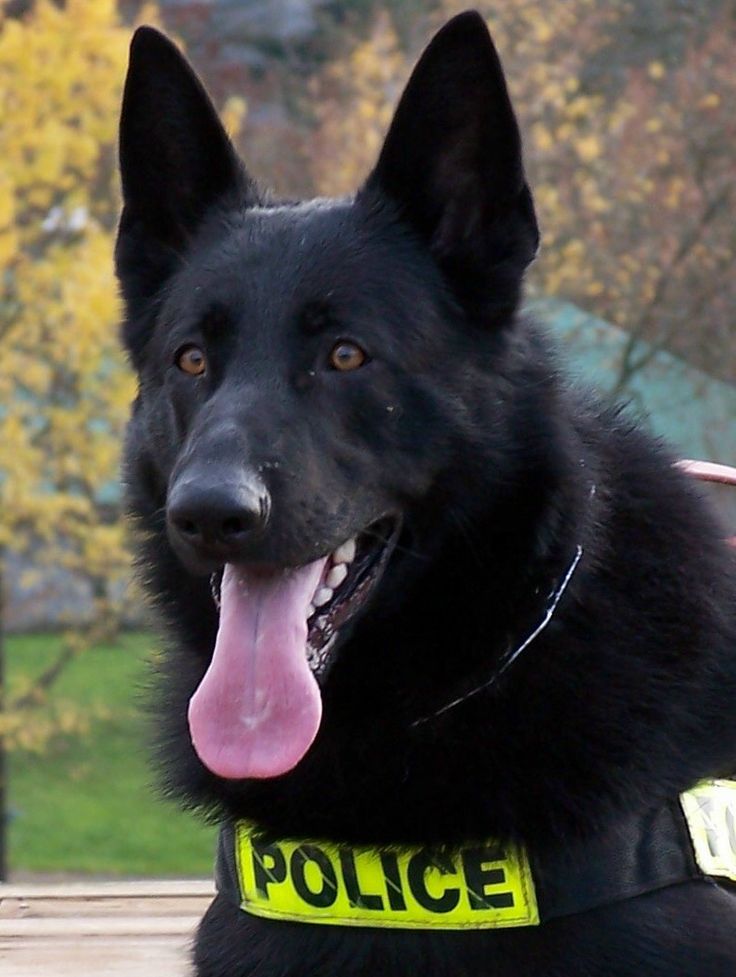 a police dog sitting on top of a wooden bench