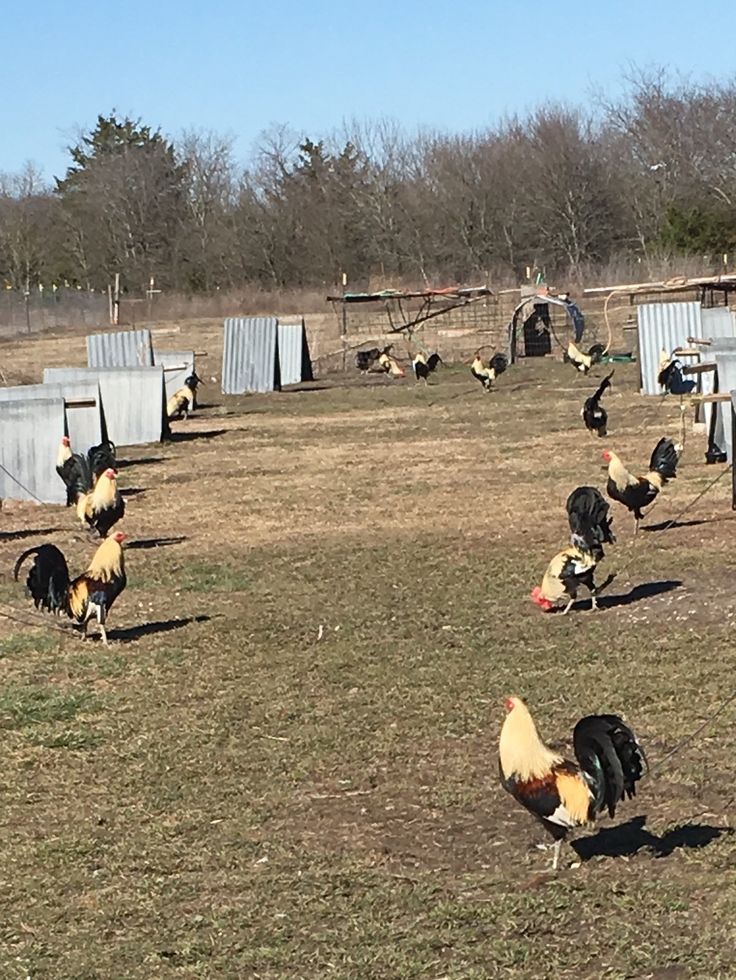 a flock of chickens walking across a grass covered field next to blue plastic bins