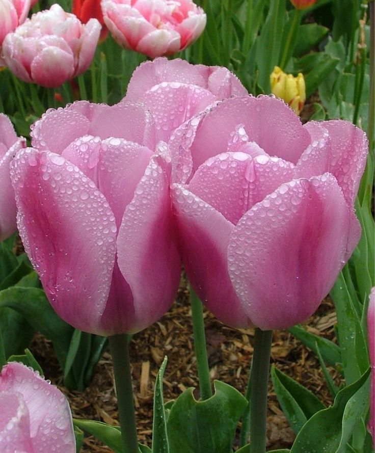 pink tulips with drops of water on them in a flower bed, surrounded by red and yellow flowers