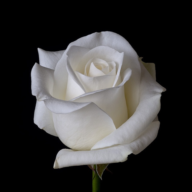 a single white rose is in the dark