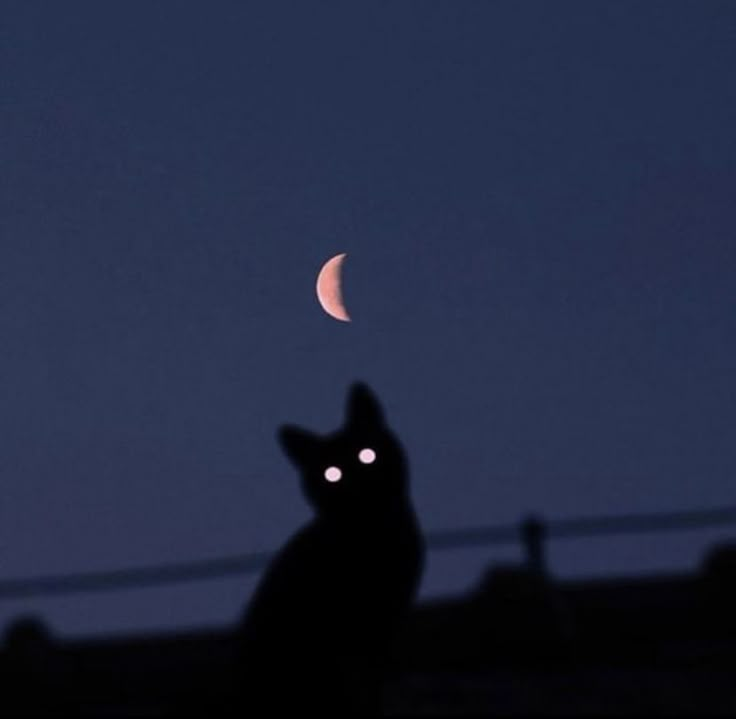 a black cat sitting on top of a roof next to a half moon at night