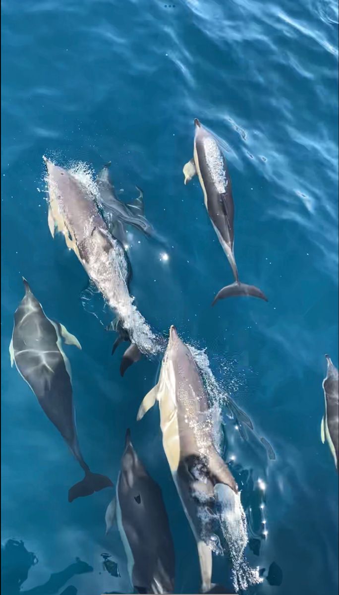 several dolphins swimming in the ocean together