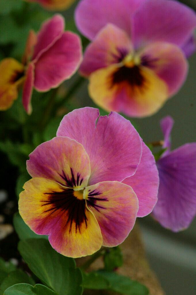 purple and yellow pansies in a pot with green leaves on the outside, along with other flowers