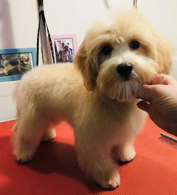 a small white dog standing on top of a red table next to a person's hand