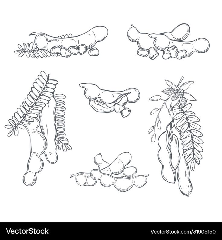 an image of different types of vegetables in black and white illustration on a white background