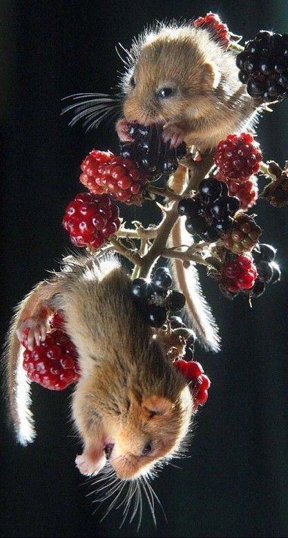 two small mice sitting on top of berries and raspberries with the caption, just as if laundlauut in italian?