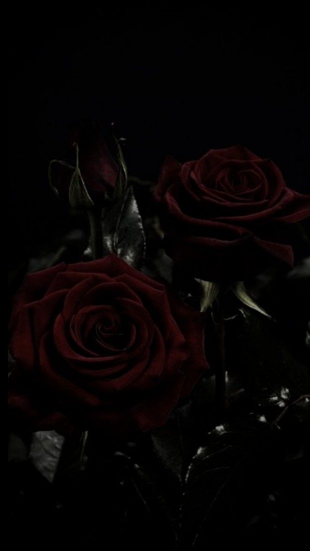 three red roses are sitting in the dark