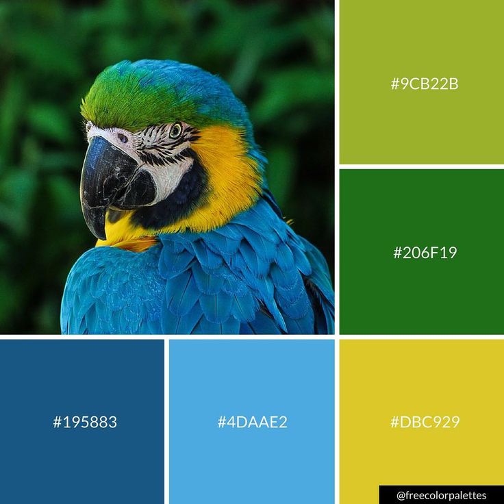 a blue and yellow parrot with green leaves in the background is featured in this color palette