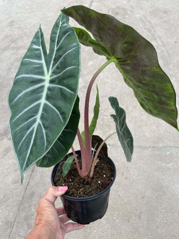 a hand holding a potted plant with large green leaves and dirt on the ground