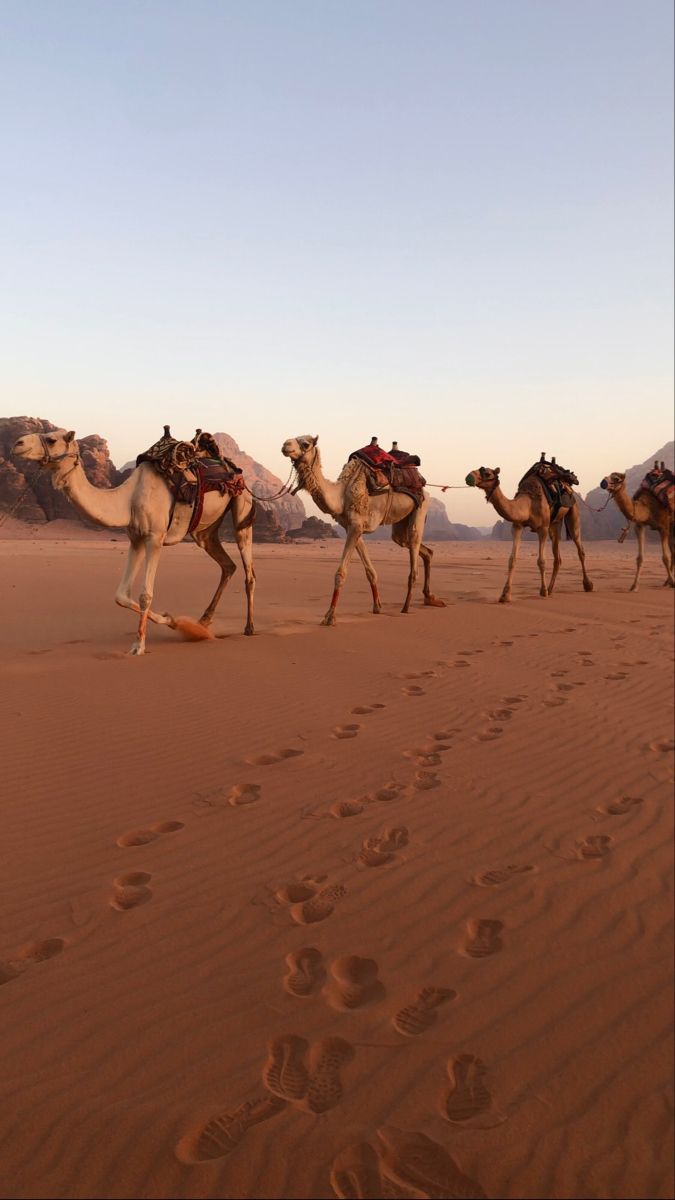 three camels are walking in the desert with footprints